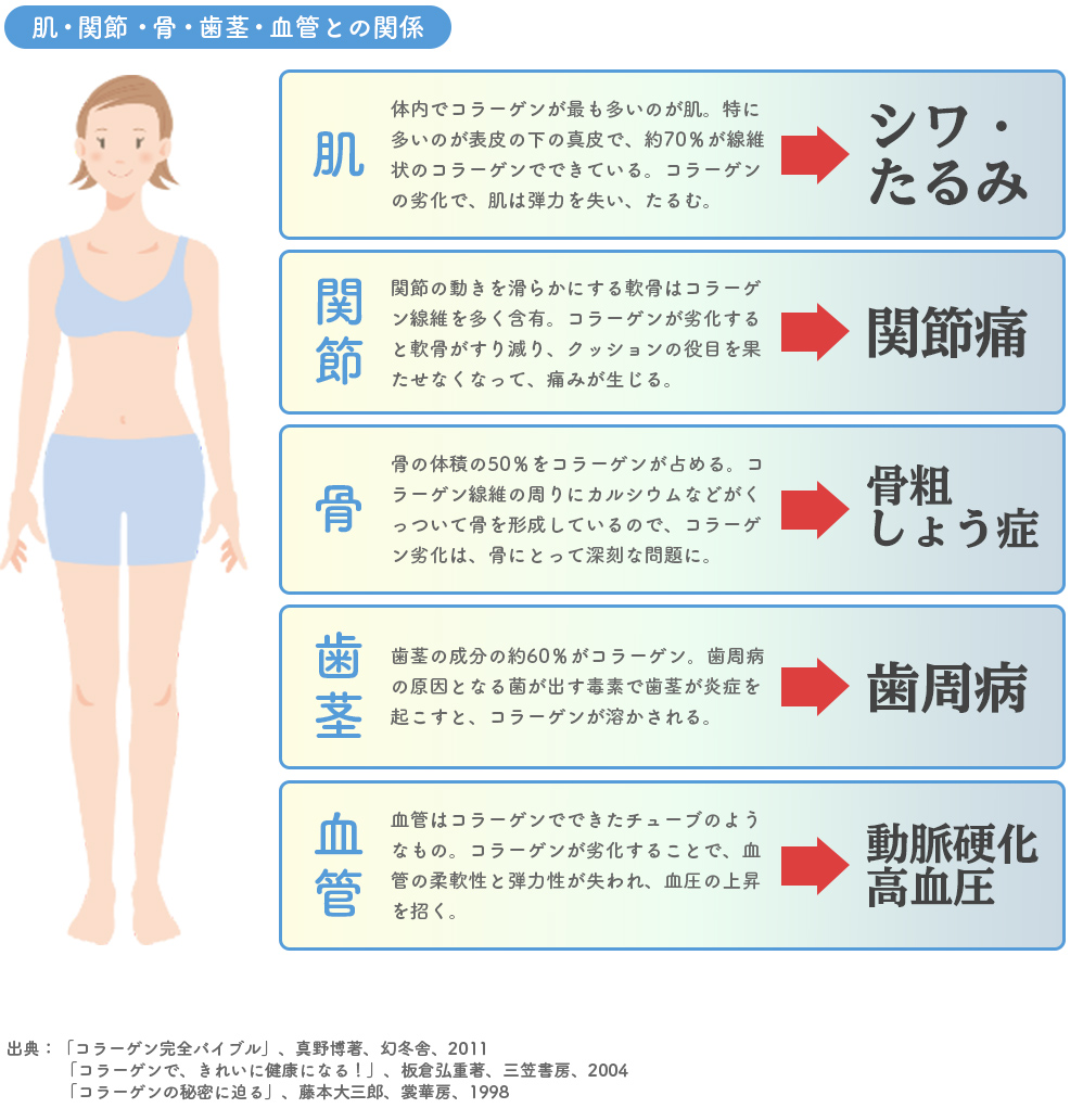 肌・関節・骨・歯茎・血管との関係
