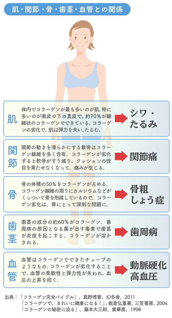 肌・関節・骨・歯茎・血管との関係