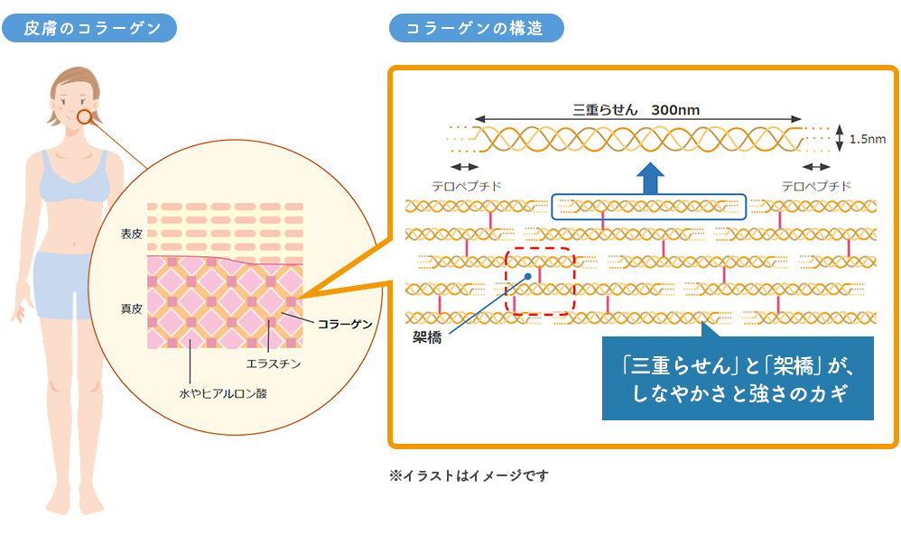 皮膚のコラーゲン