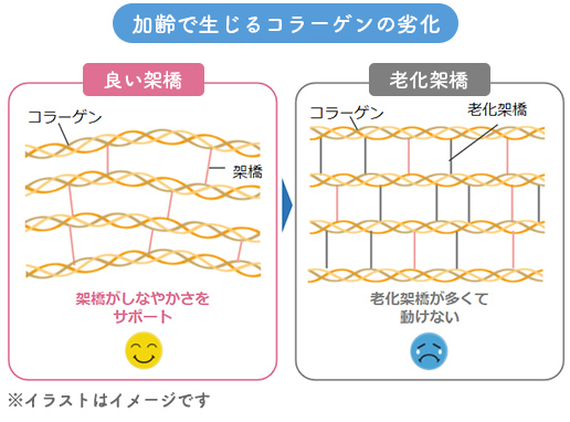 加齢で生じるコラーゲンの劣化