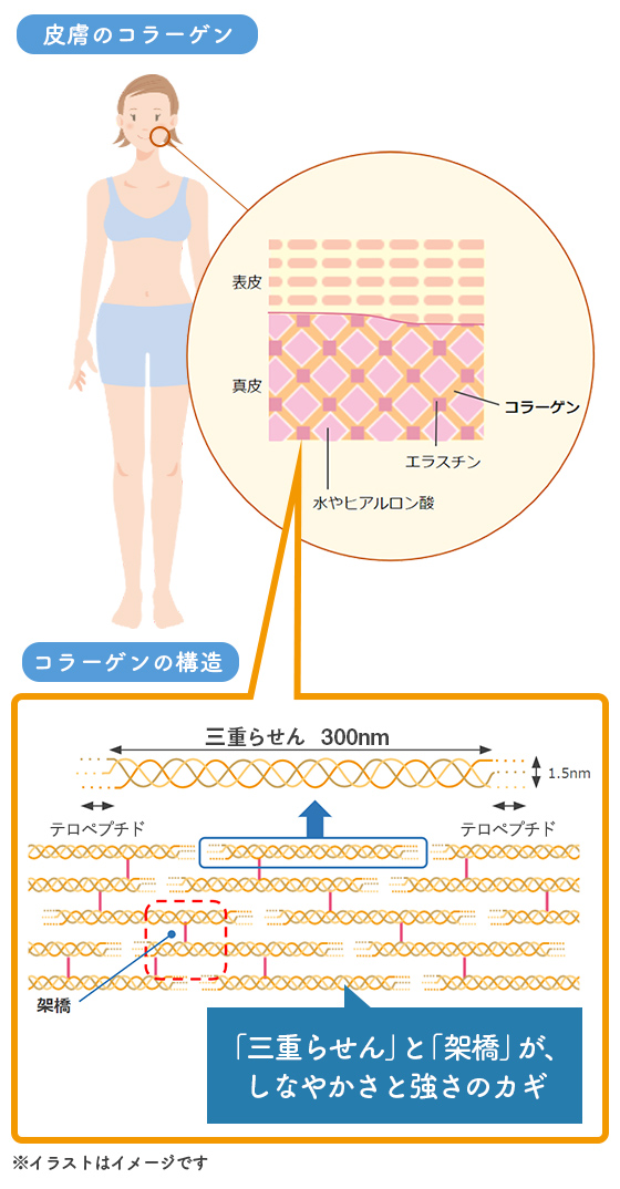 皮膚のコラーゲン