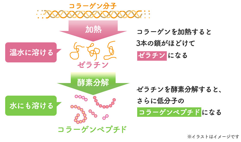 コラーゲン分子