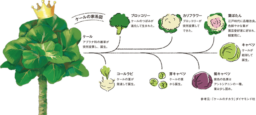 ケールの家系図マップ