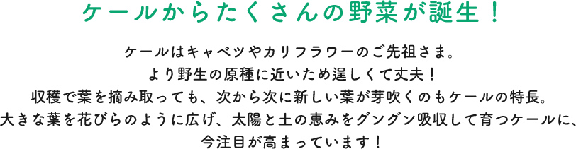 ケールからたくさんの野菜が誕生！