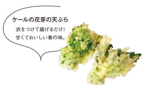 ケールの花芽の天ぷら