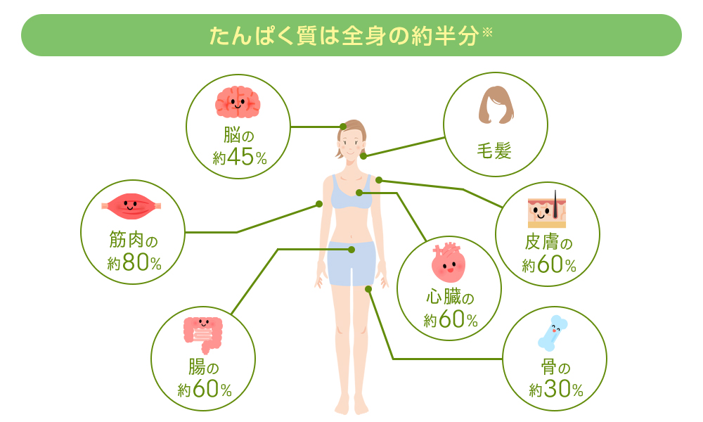 たんぱく質は全身の約半分