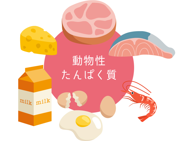 動物性たんぱく質