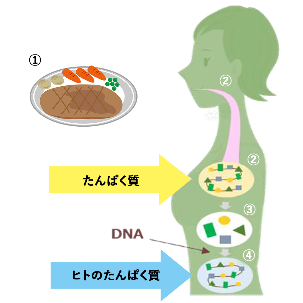 たんぱく質を構成するのはアミノ酸