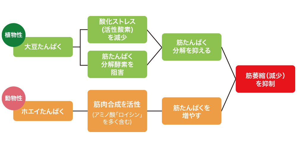 ダブルたんぱくによる筋肉減少メカニズム